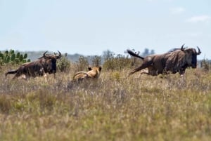 Guidet halvdagstur til Nairobi nasjonalpark med gratis henting