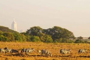 Puolen päivän Nairobin kansallispuiston opastettu kiertoajelu, jossa on ilmainen nouto