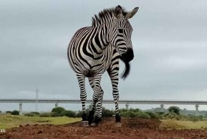 Halbtagestour durch den Nairobi-Nationalpark mit kostenloser Abholung