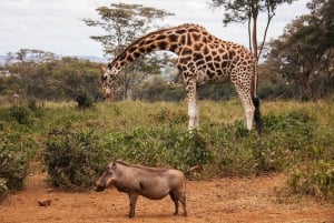 Halvdagstur i Nairobi Nationalpark med gratis afhentning
