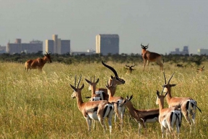 Halvdagstur i Nairobi Nationalpark med gratis afhentning
