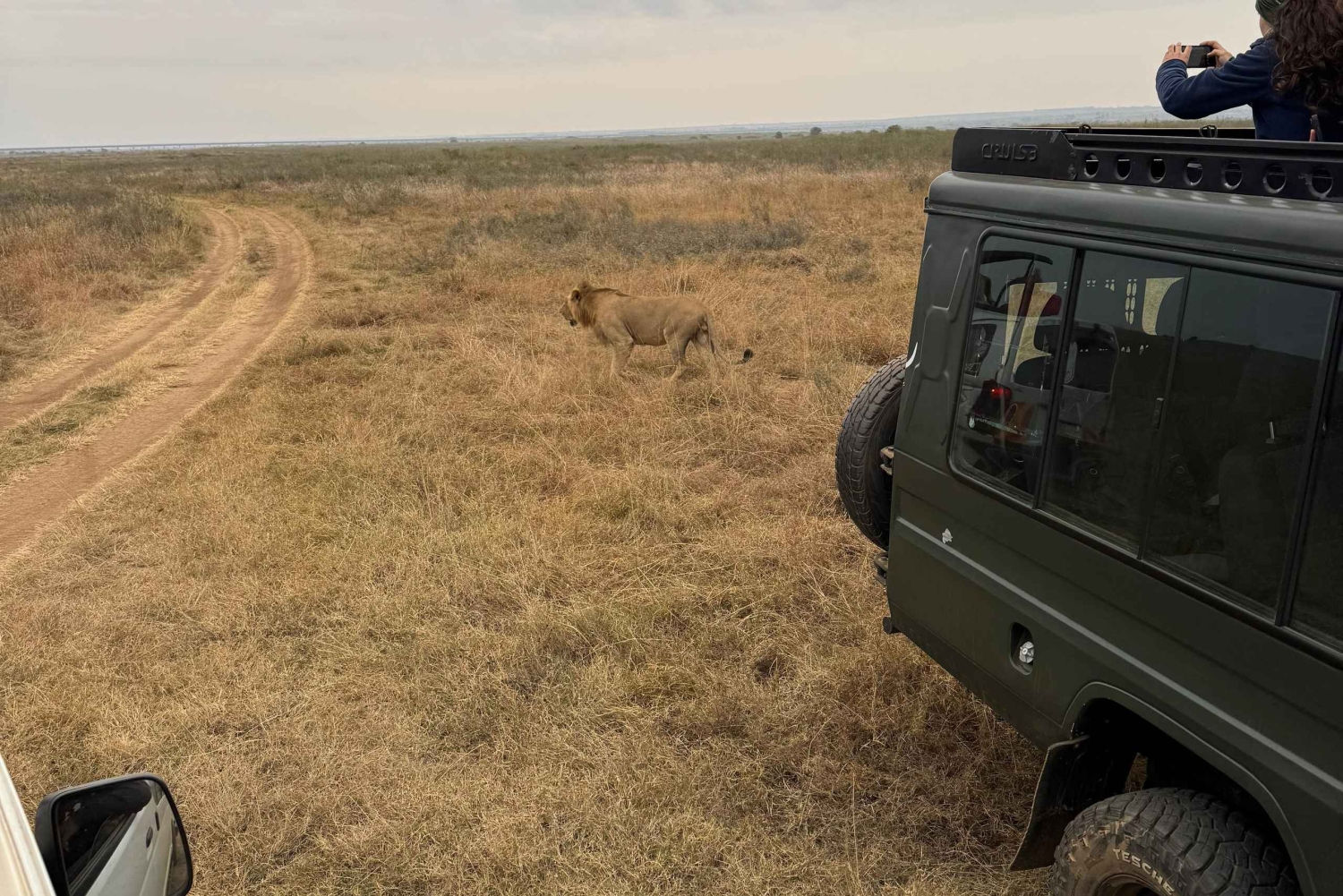 Medio día en el Parque Nacional de Nairobi con recogida gratuita.