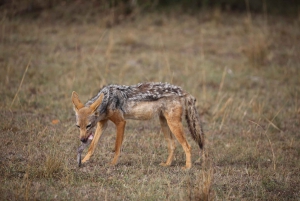Half day Nairobi National Park with free pick up