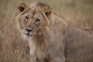 Half day Nairobi National Park with free pick up