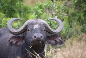 Half day Nairobi National Park with free pick up