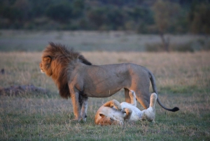 Half day Nairobi National Park with free pick up