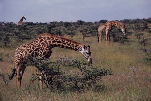 Half day Nairobi National Park with free pick up