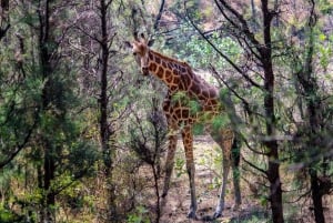 Half day Nairobi National Park with free pick up