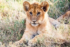 Half day Nairobi National Park with free pick up