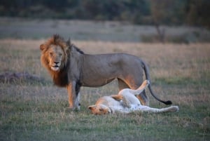 Half day Nairobi National Park with free pick up