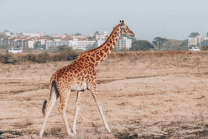 Half day Nairobi National Park with free pick up