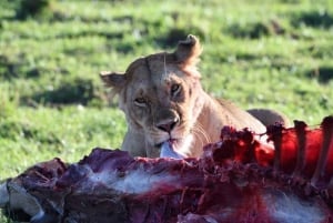 Half day Nairobi National Park with free pick up