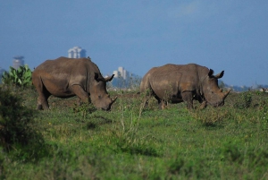Half day Nairobi National Park with free pick up