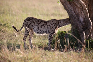 Half day Nairobi National Park with free pick up