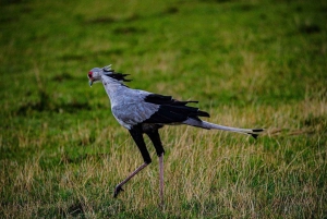 Half day Nairobi National Park with free pick up