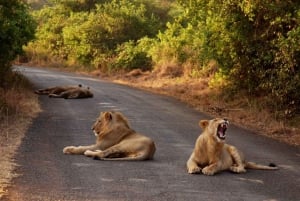 Half day Nairobi National Park with free pick up
