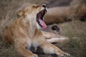 Half day Nairobi National Park with free pick up