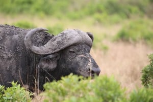 Half day Nairobi National Park with free pick up