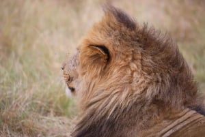 Half day Nairobi National Park with free pick up