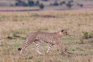 Half day Nairobi National Park with free pick up