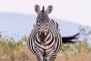 Half day Nairobi National Park with free pick up