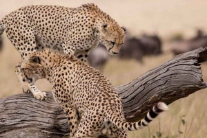 Half day Nairobi National Park with free pick up