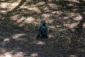 Half day Nairobi National Park with free pick up