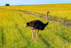 Half day Nairobi National Park with free pick up