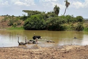 Half day Nairobi National Park with free pick up