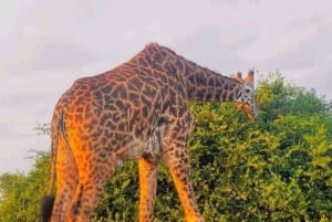 Half day Nairobi National Park with free pick up