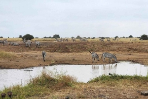 Half day Nairobi National Park with free pick up