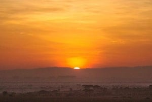 Half day Nairobi National Park with free pick up