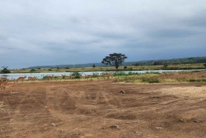 Half day Nairobi National Park with free pick up