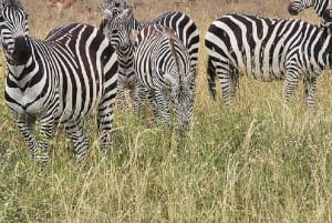 Half day Nairobi National Park with free pick up