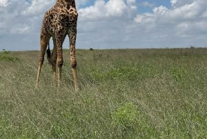 Half day Nairobi National Park with free pick up