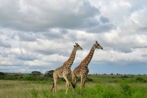 Half day Nairobi National Park with free pick up