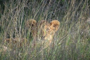 Half day Nairobi National Park with free pick up