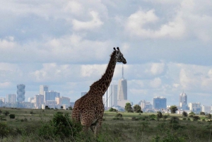 Half day Nairobi National Park with free pick up