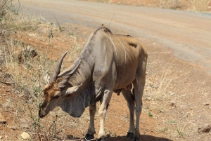 Half day Nairobi National Park with free pick up
