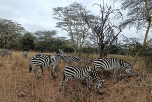 Half day Nairobi National Park with free pick up