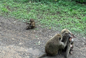 Half day Nairobi National Park with free pick up