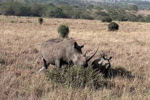 Half day Nairobi National Park with free pick up