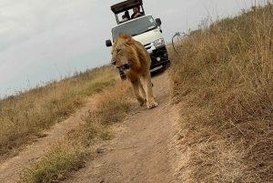 Medio día en el Parque Nacional de Nairobi con recogida gratuita.