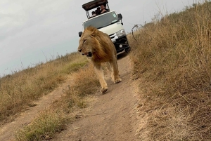 Medio día en el Parque Nacional de Nairobi con recogida gratuita.