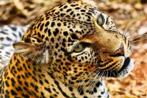Medio día en el Parque Nacional de Nairobi con recogida gratuita.