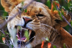 Medio día en el Parque Nacional de Nairobi con recogida gratuita.