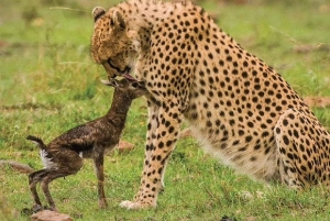 Medio día en el Parque Nacional de Nairobi con recogida gratuita.