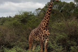 Medio día en el Parque Nacional de Nairobi con recogida gratuita.