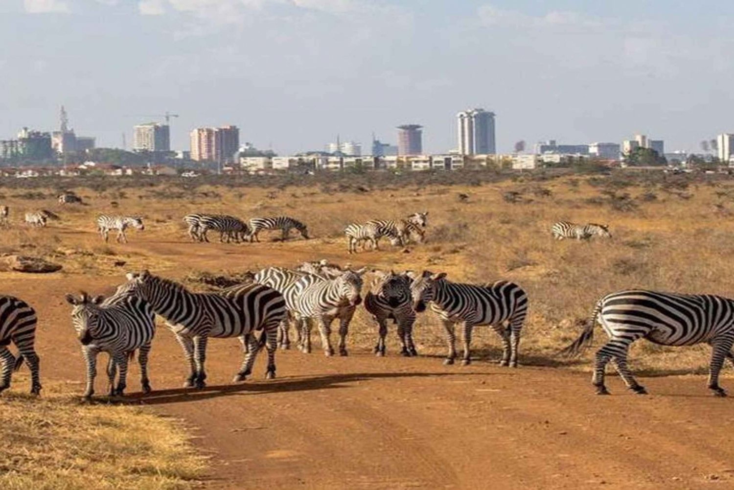 Nairobi National Park: Ilmainen WiFi-yhteys