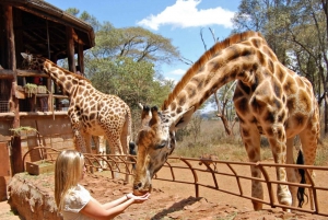 Half day Nairobi tour including shedrick and giraffe center